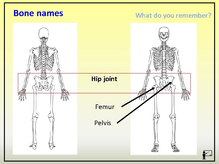 Bone names What do you remember? Hip joint Femur Pelvis 