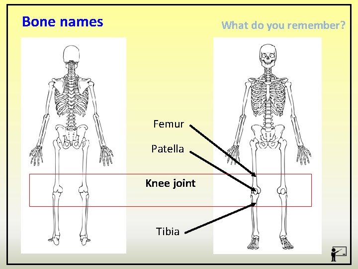 Bone names What do you remember? Femur Patella Knee joint Tibia 