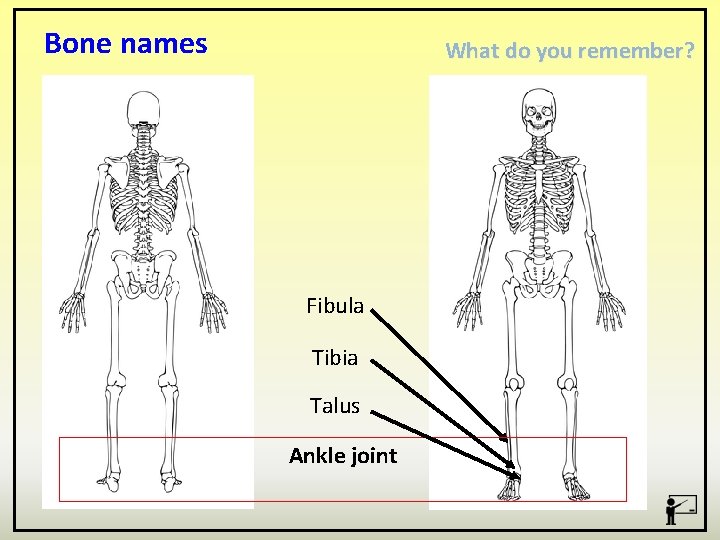 Bone names What do you remember? Fibula Tibia Talus Ankle joint 