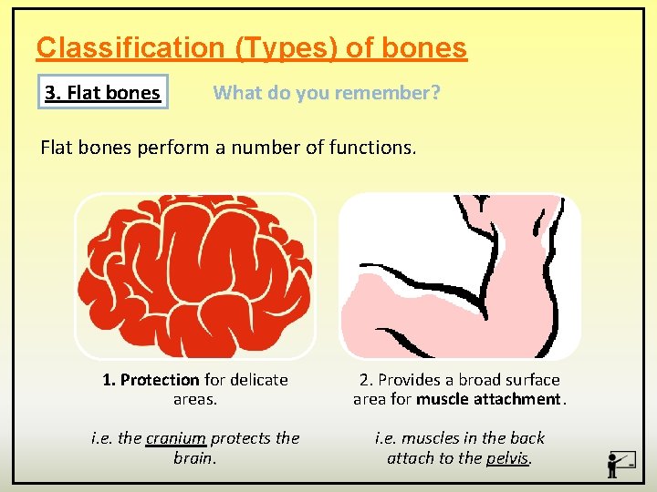 Classification (Types) of bones 3. Flat bones What do you remember? Flat bones perform