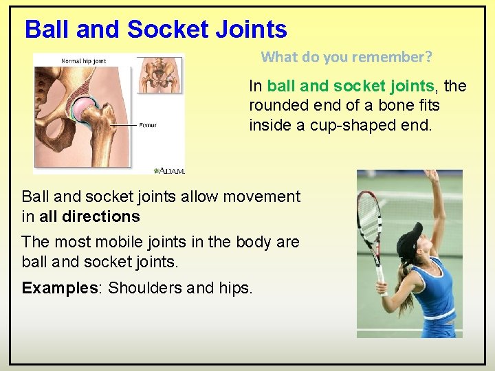 Ball and Socket Joints What do you remember? In ball and socket joints, the