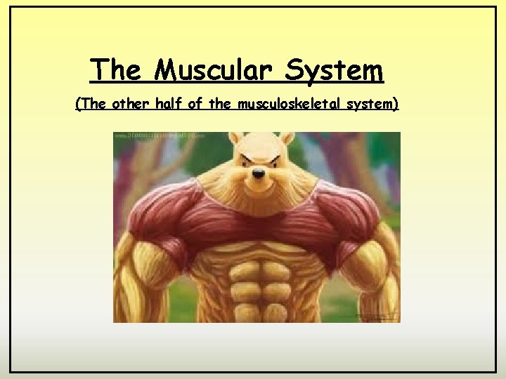 The Muscular System (The other half of the musculoskeletal system) 