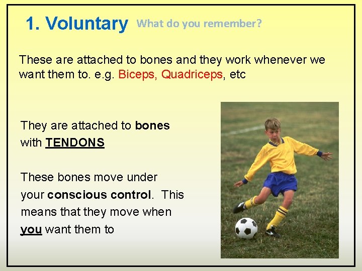 1. Voluntary What do you remember? These are attached to bones and they work