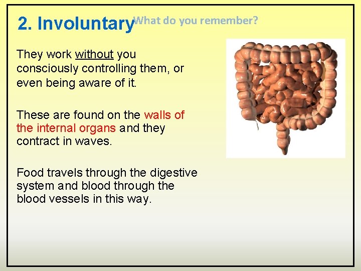 2. Involuntary. What do you remember? They work without you consciously controlling them, or