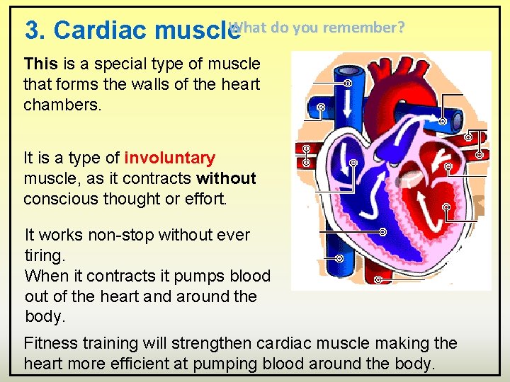 What do you remember? 3. Cardiac muscle This is a special type of muscle