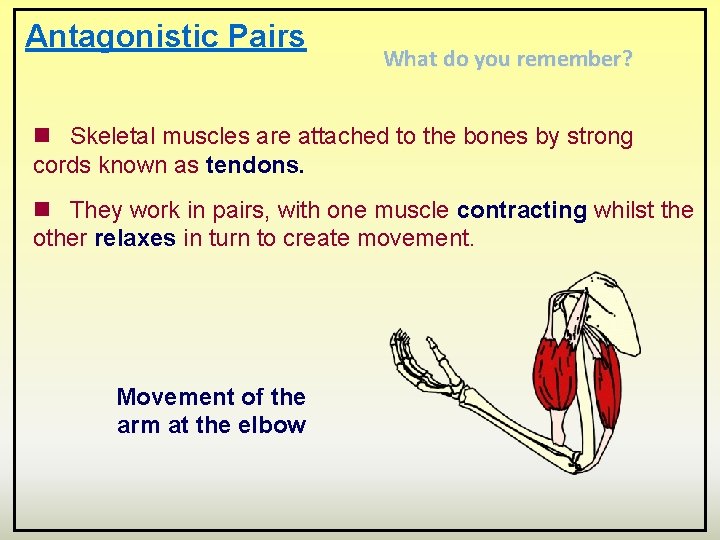 Antagonistic Pairs What do you remember? n Skeletal muscles are attached to the bones