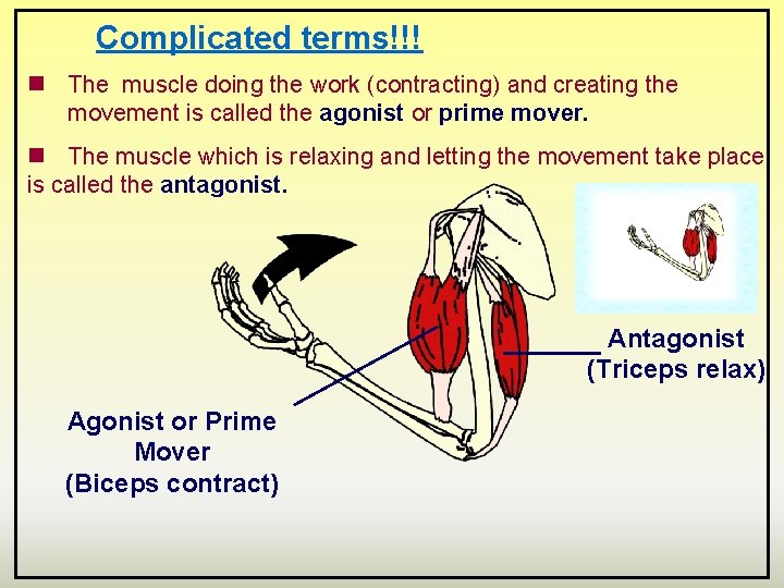 Complicated terms!!! n The muscle doing the work (contracting) and creating the movement is