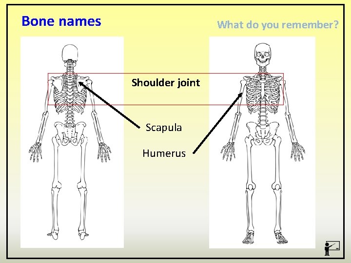 Bone names What do you remember? Shoulder joint Scapula Humerus 