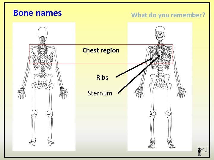 Bone names What do you remember? Chest region Ribs Sternum 