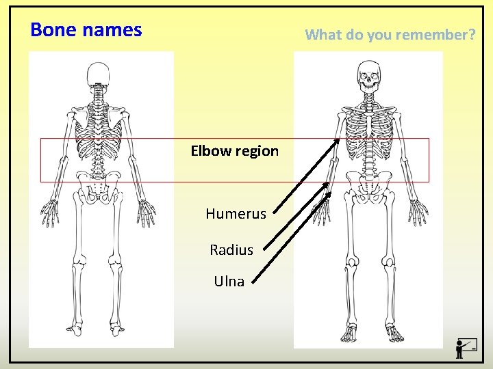 Bone names What do you remember? Elbow region Humerus Radius Ulna 