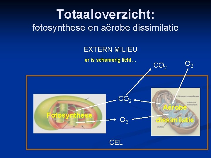 Totaaloverzicht: fotosynthese en aërobe dissimilatie EXTERN MILIEU er is schemerig licht… CO 2 Fotosynthese