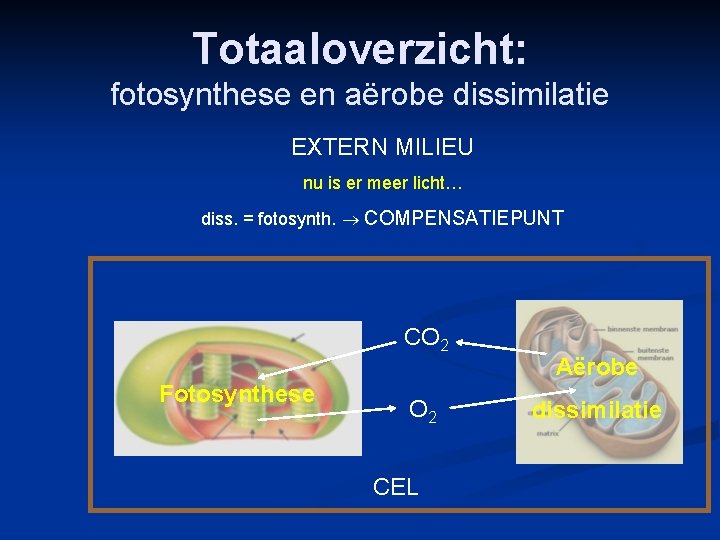 Totaaloverzicht: fotosynthese en aërobe dissimilatie EXTERN MILIEU nu is er meer licht… diss. =