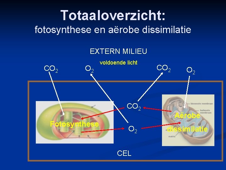 Totaaloverzicht: fotosynthese en aërobe dissimilatie EXTERN MILIEU CO 2 voldoende licht CO 2 Fotosynthese