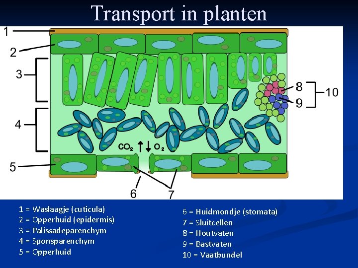 Transport in planten 1 = Waslaagje (cuticula) 2 = Opperhuid (epidermis) 3 = Palissadeparenchym Transport in planten 1 = Waslaagje (cuticula) 2 = Opperhuid (epidermis) 3 = Palissadeparenchym