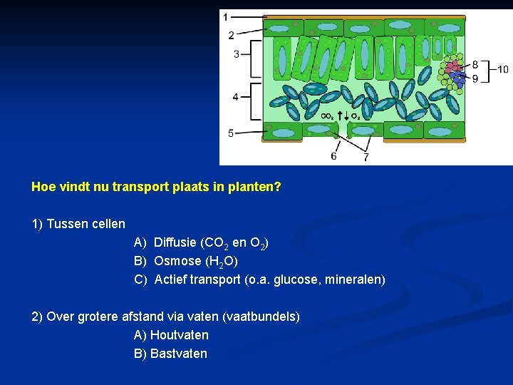 Hoe vindt nu transport plaats in planten? 1) Tussen cellen A) Diffusie (CO 2 Hoe vindt nu transport plaats in planten? 1) Tussen cellen A) Diffusie (CO 2