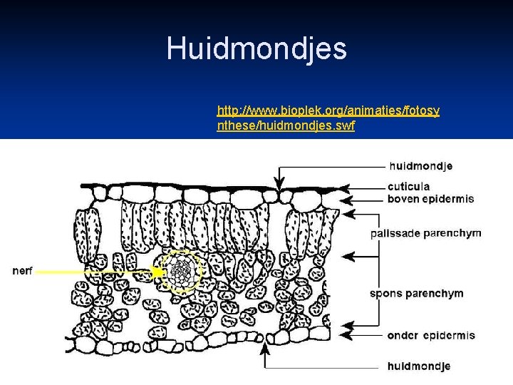 Huidmondjes http: //www. bioplek. org/animaties/fotosy nthese/huidmondjes. swf 