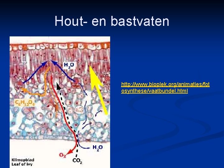 Hout- en bastvaten http: //www. bioplek. org/animaties/fot osynthese/vaatbundel. html Hout- en bastvaten http: //www. bioplek. org/animaties/fot osynthese/vaatbundel. html