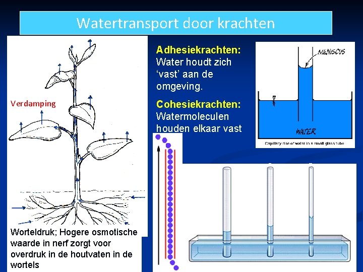 Watertransport door krachten Adhesiekrachten: Water houdt zich ‘vast’ aan de omgeving. Verdamping Worteldruk; Hogere Watertransport door krachten Adhesiekrachten: Water houdt zich ‘vast’ aan de omgeving. Verdamping Worteldruk; Hogere