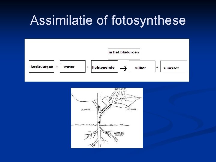 Assimilatie of fotosynthese 