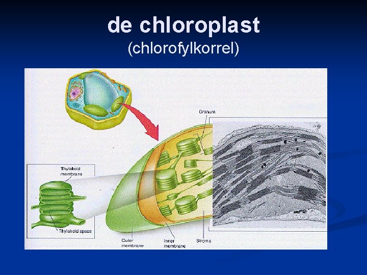 de chloroplast (chlorofylkorrel) 