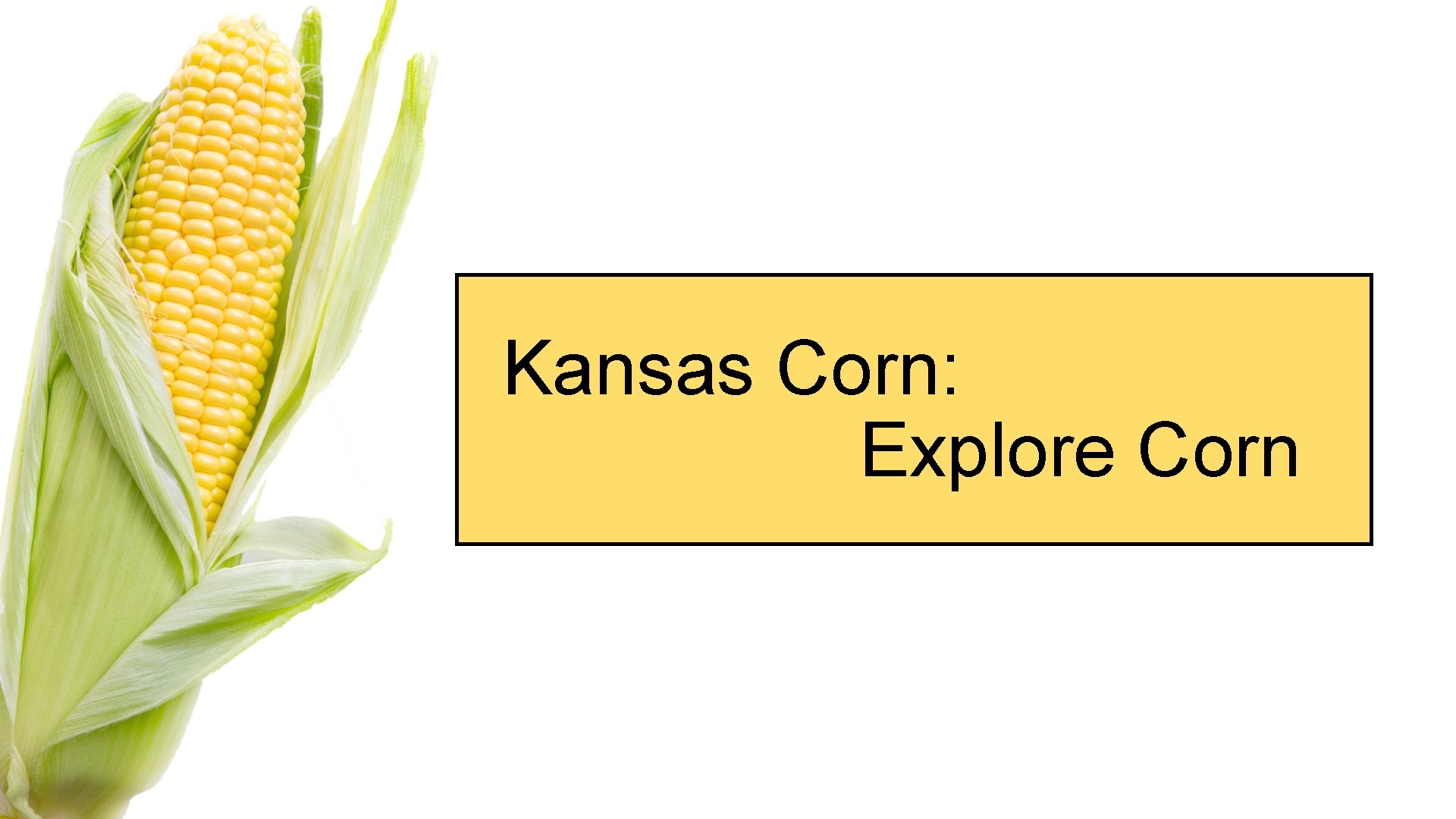 Kansas Corn: Explore Corn 