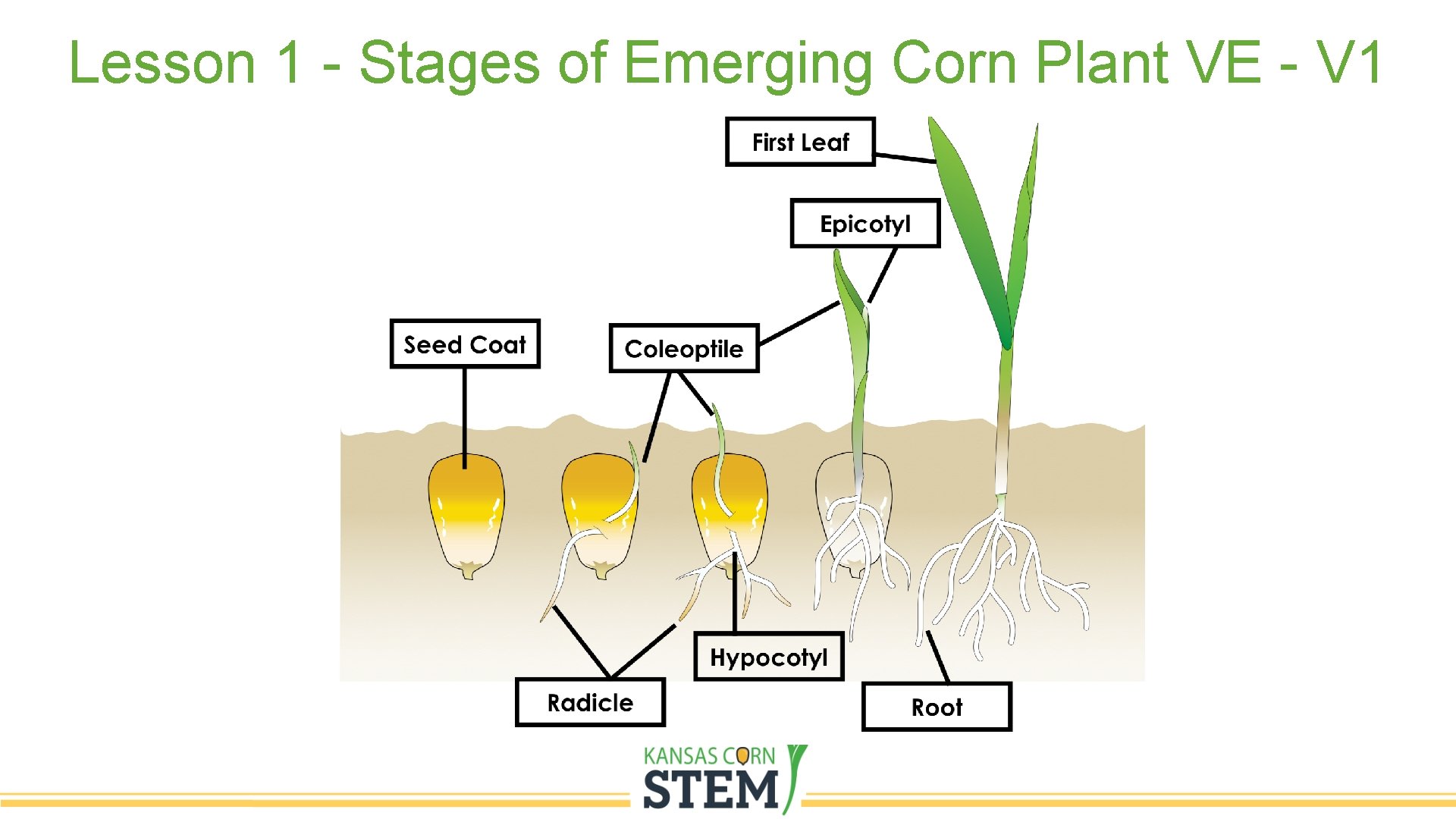 Lesson 1 - Stages of Emerging Corn Plant VE - V 1 