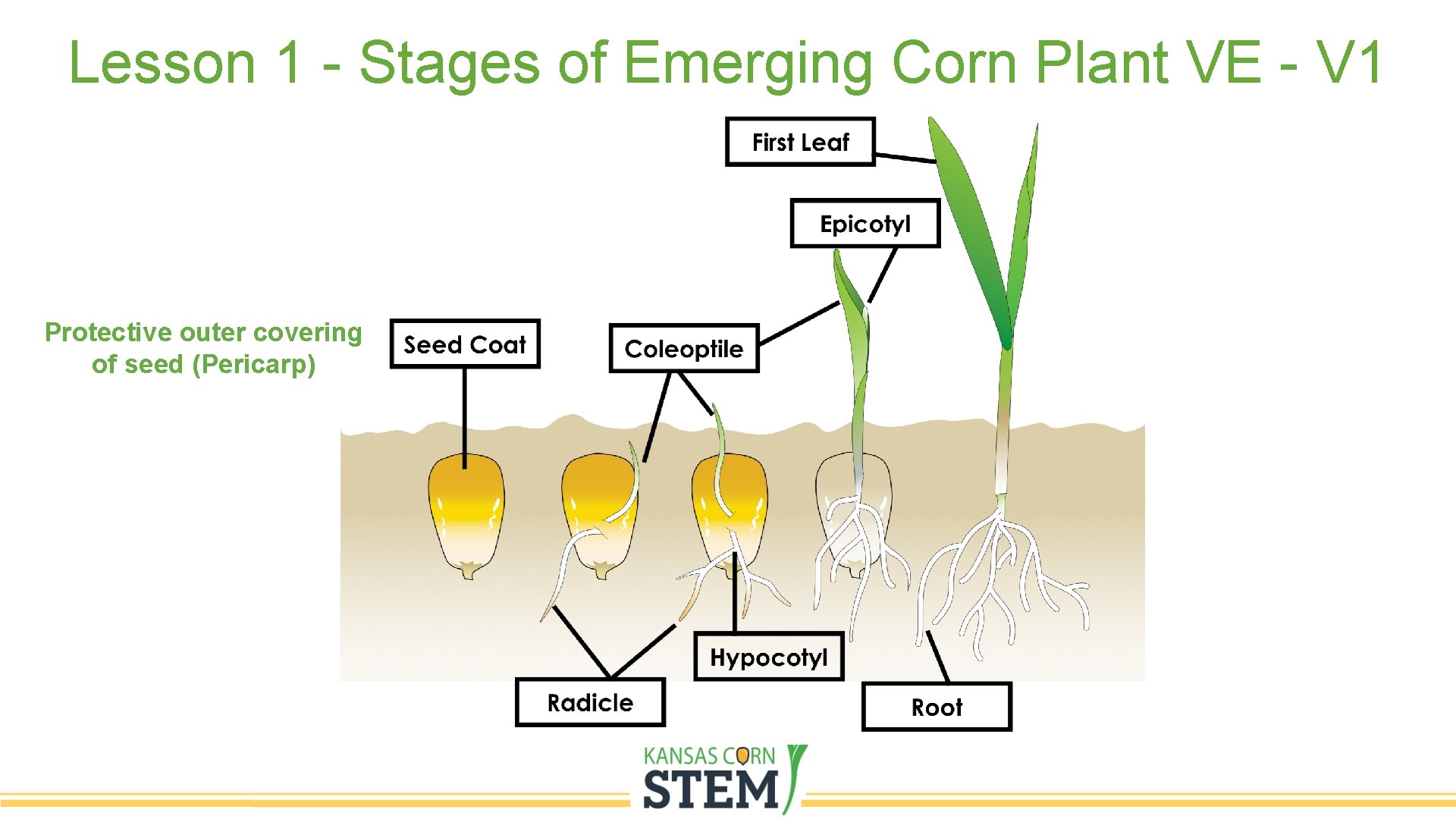 Lesson 1 - Stages of Emerging Corn Plant VE - V 1 Protective outer