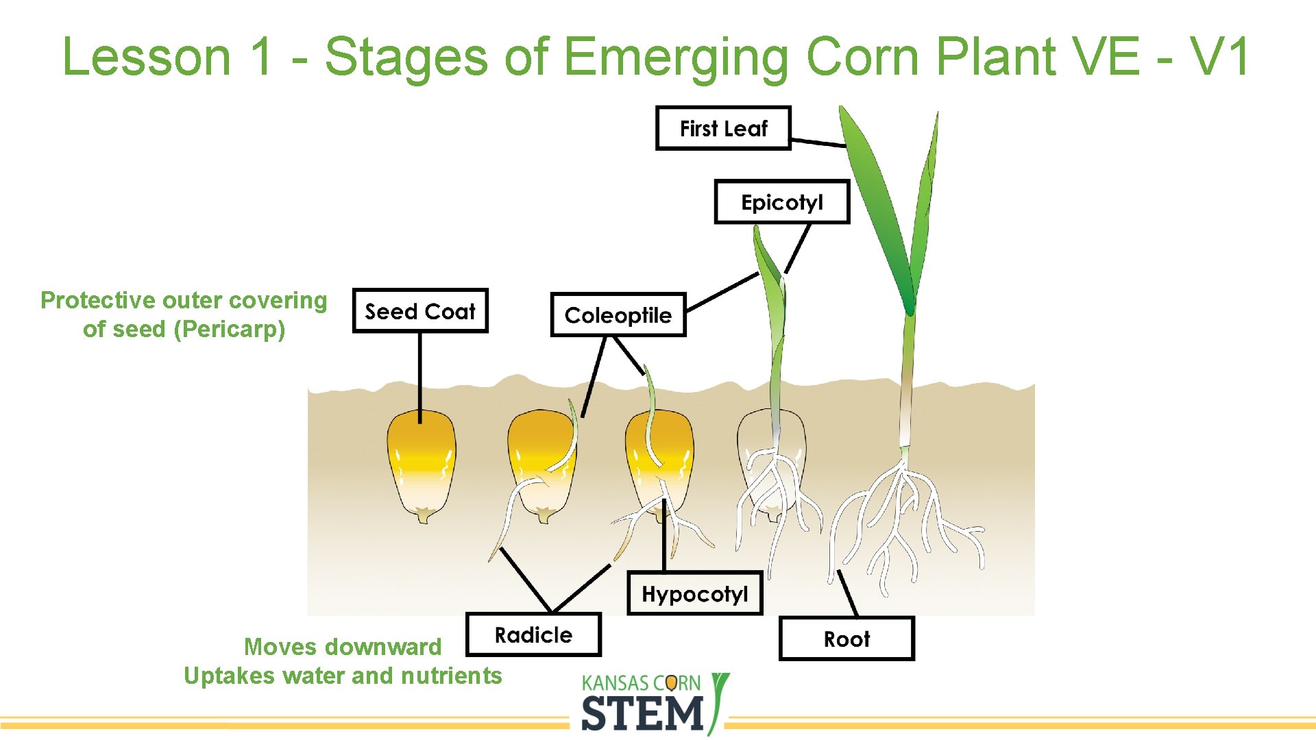 Lesson 1 - Stages of Emerging Corn Plant VE - V 1 Protective outer