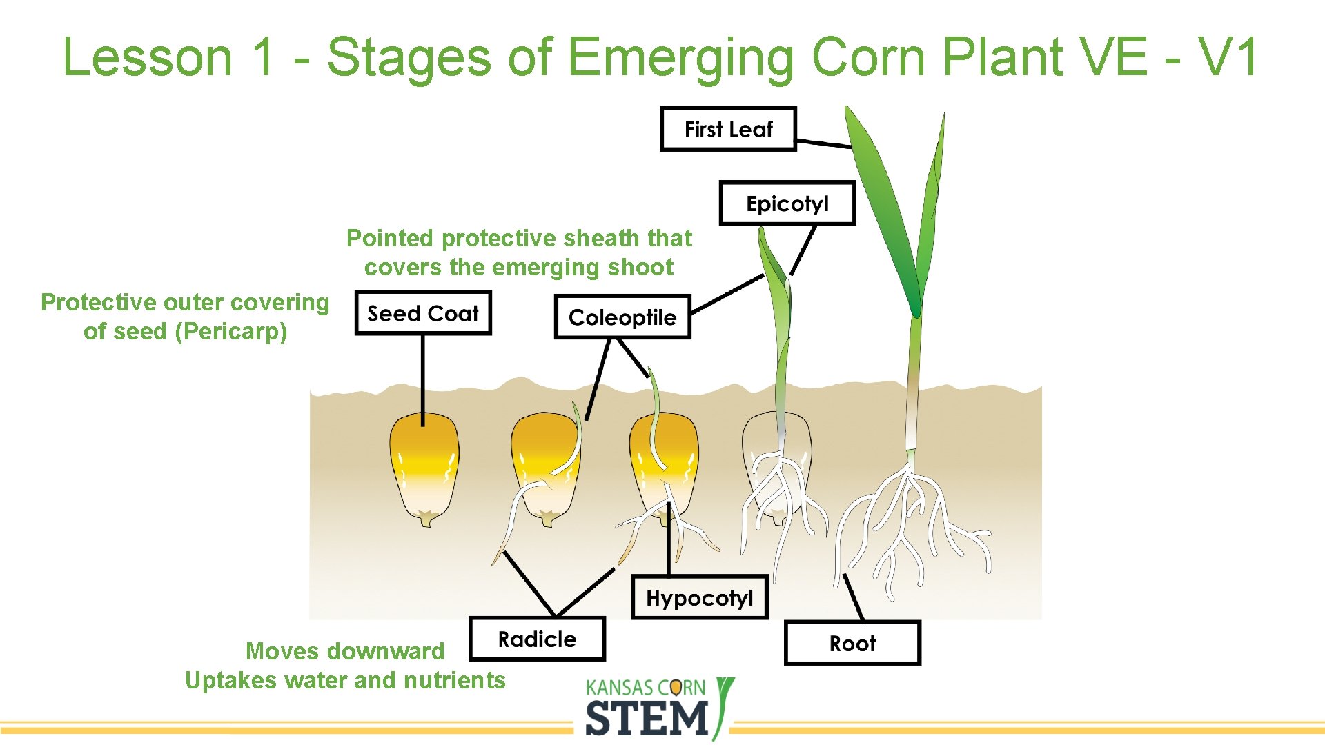 Lesson 1 - Stages of Emerging Corn Plant VE - V 1 Pointed protective