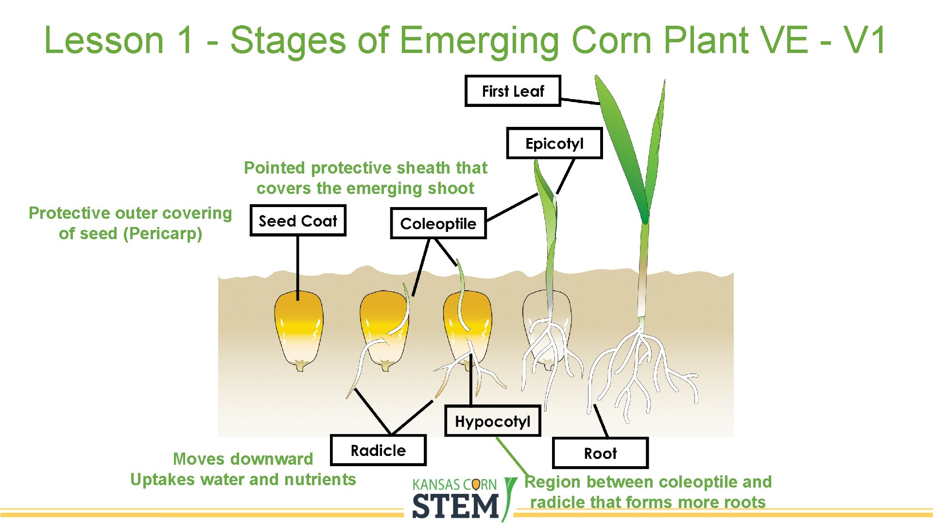 Lesson 1 - Stages of Emerging Corn Plant VE - V 1 Pointed protective