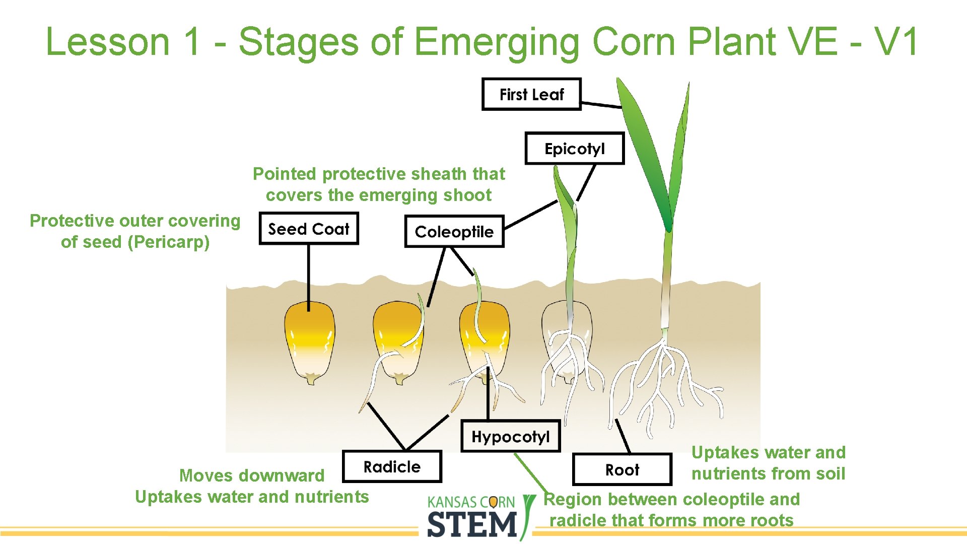 Lesson 1 - Stages of Emerging Corn Plant VE - V 1 Pointed protective