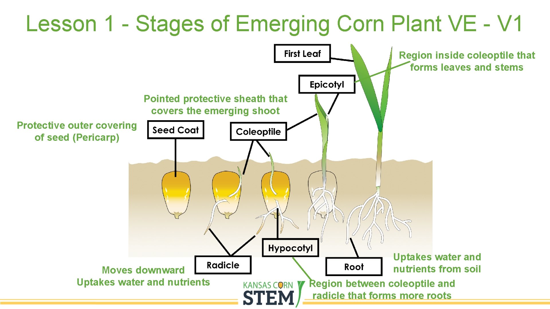 Lesson 1 - Stages of Emerging Corn Plant VE - V 1 Region inside