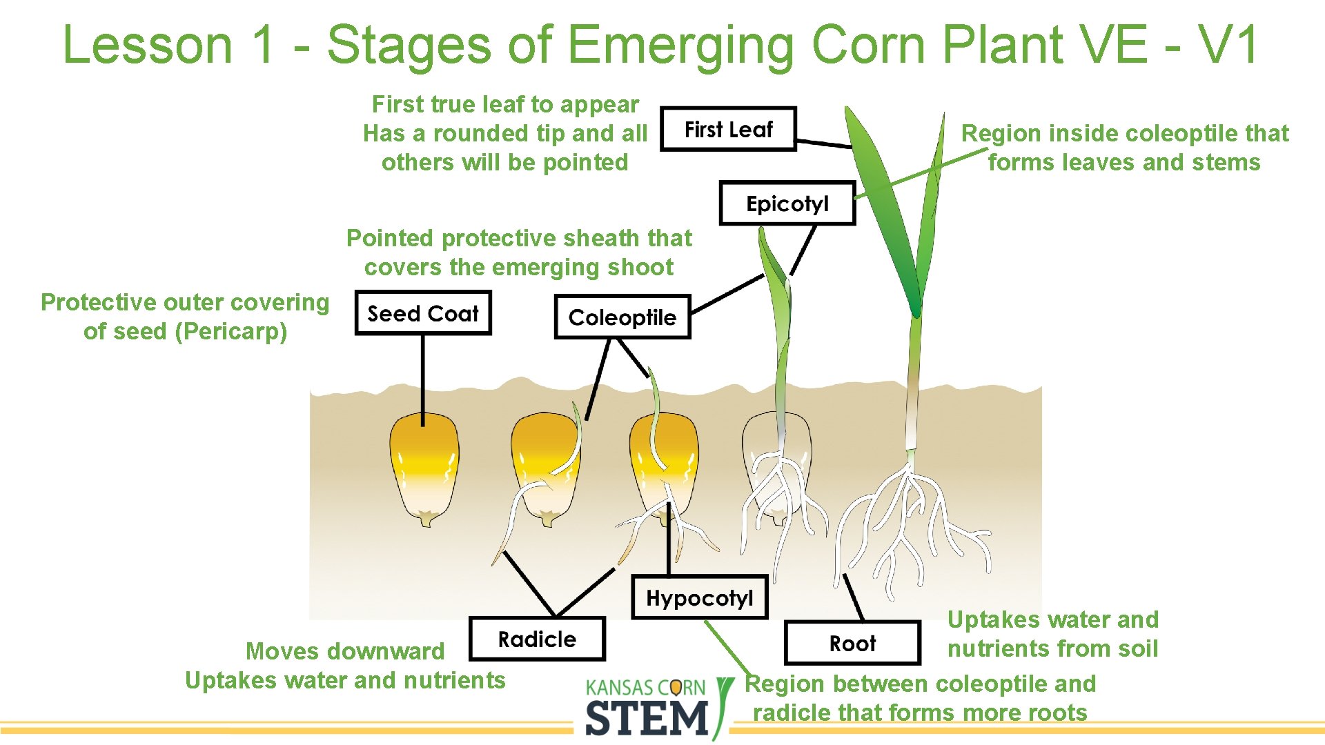 Lesson 1 - Stages of Emerging Corn Plant VE - V 1 First true