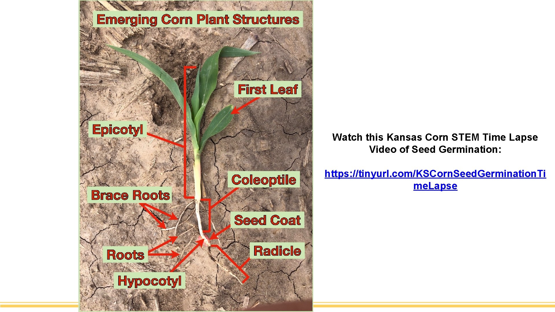Watch this Kansas Corn STEM Time Lapse Video of Seed Germination: https: //tinyurl. com/KSCorn.