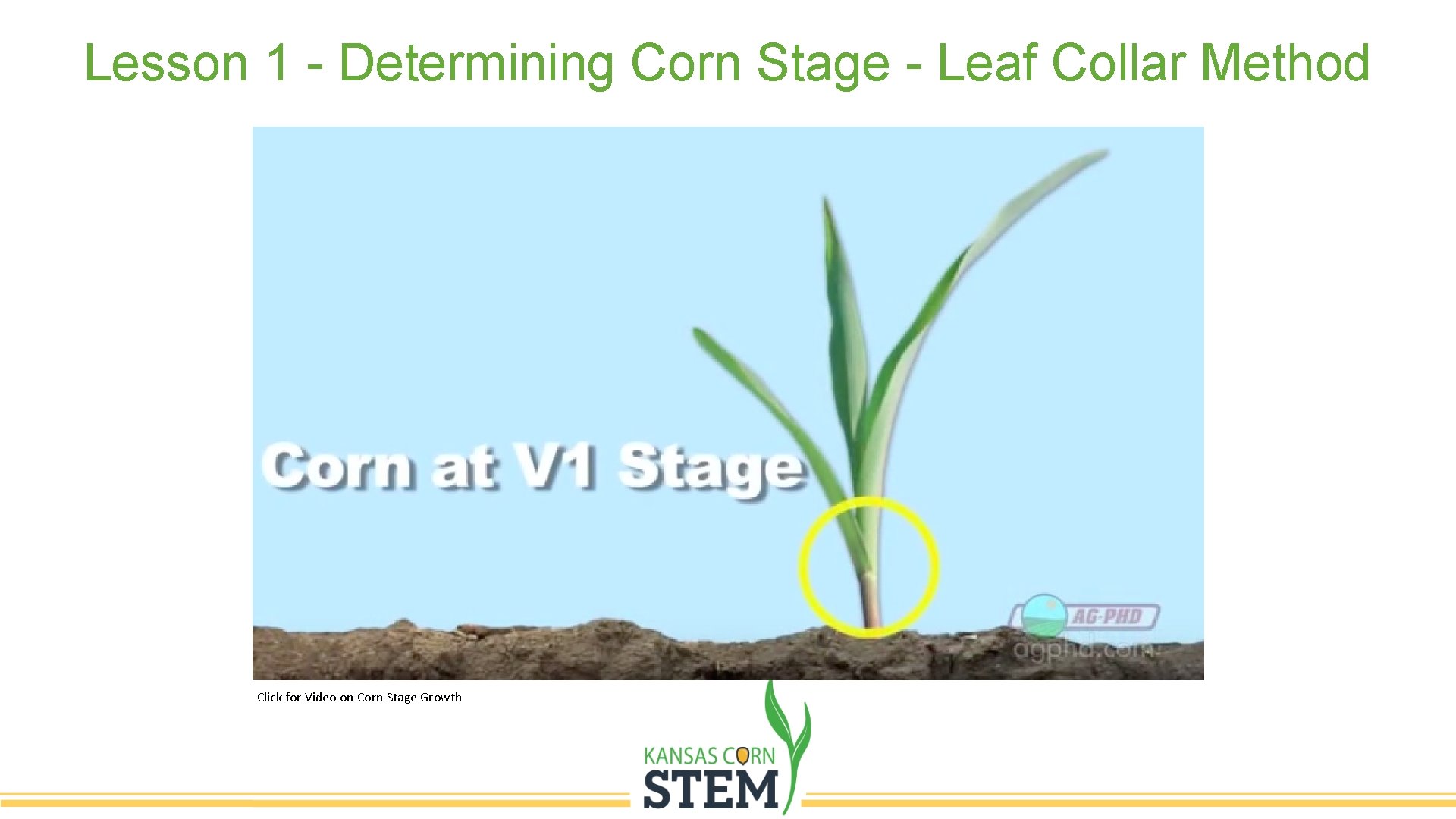 Lesson 1 - Determining Corn Stage - Leaf Collar Method Click for Video on