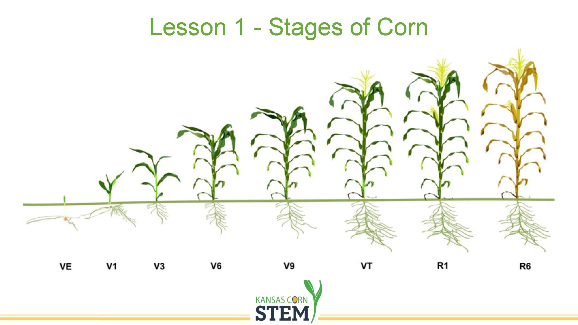 Lesson 1 - Stages of Corn 