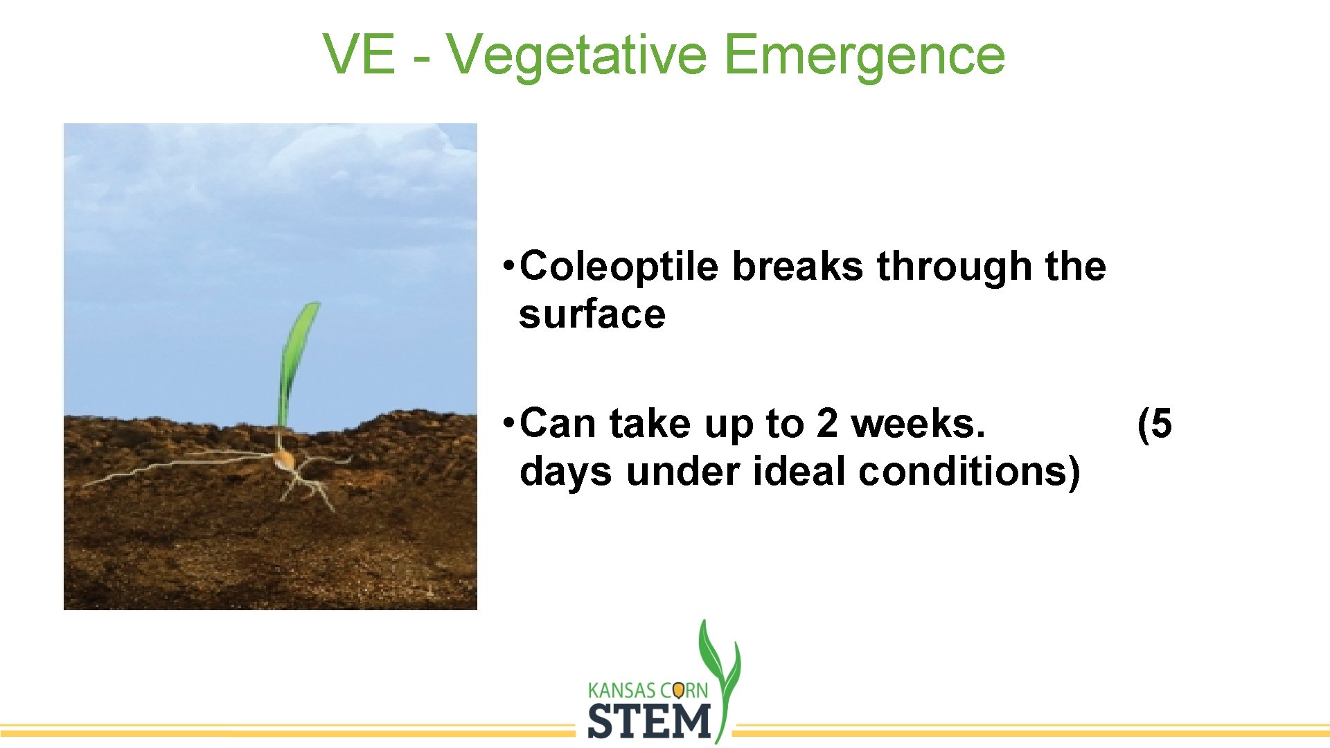 VE - Vegetative Emergence • Coleoptile breaks through the surface • Can take up