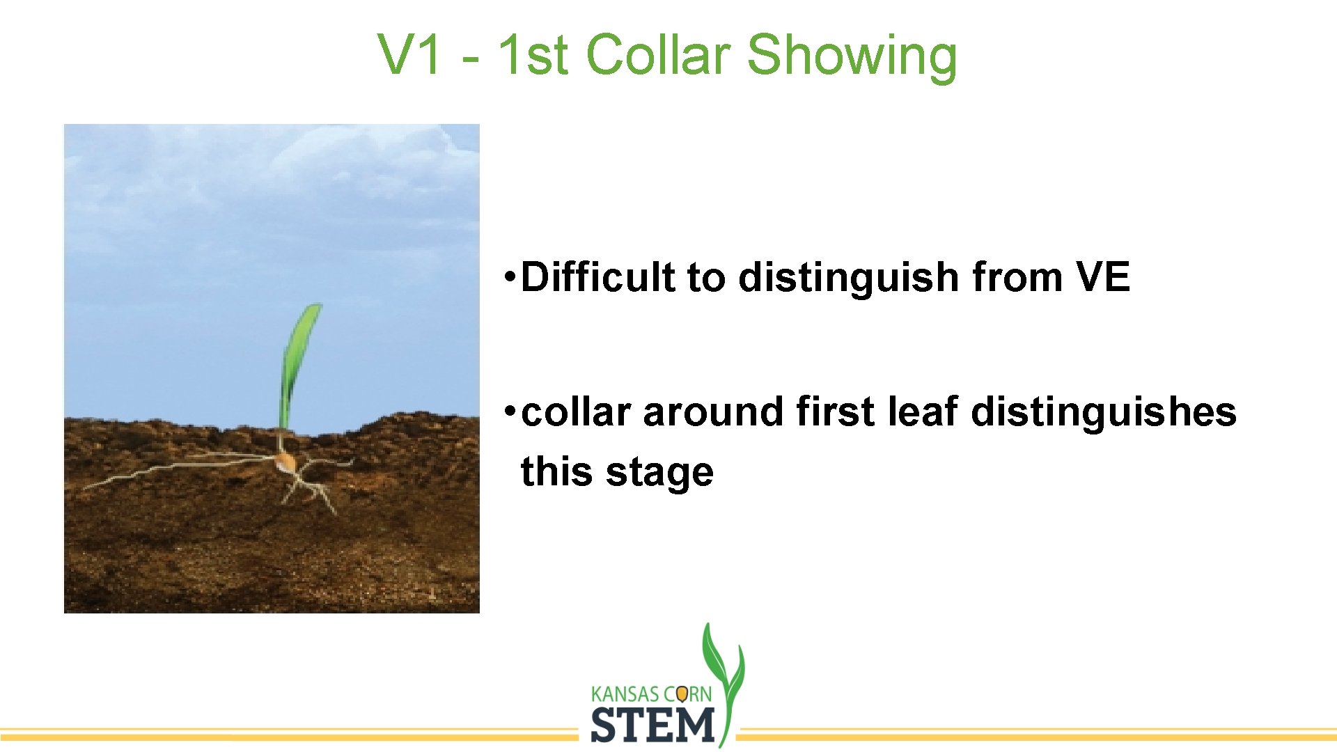 V 1 - 1 st Collar Showing • Difficult to distinguish from VE •