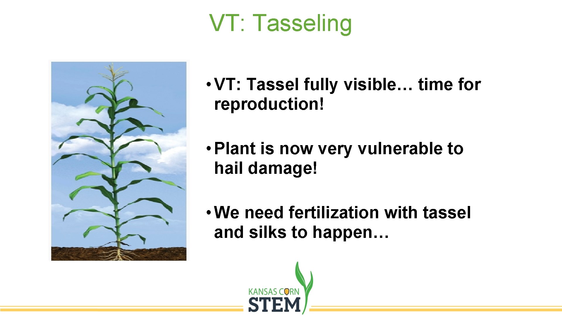 VT: Tasseling • VT: Tassel fully visible… time for reproduction! • Plant is now