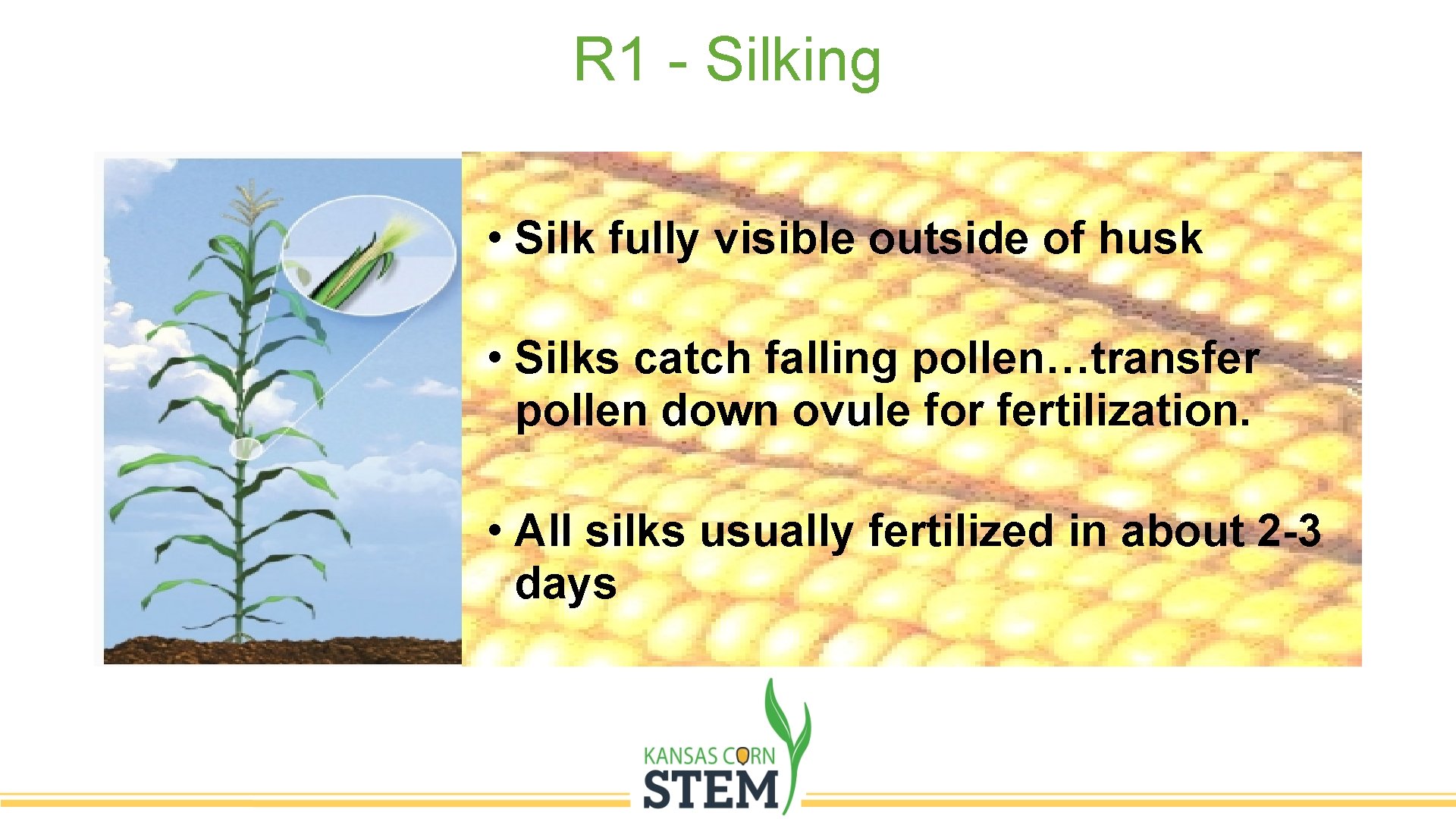 R 1 - Silking • Silk fully visible outside of husk • Silks catch