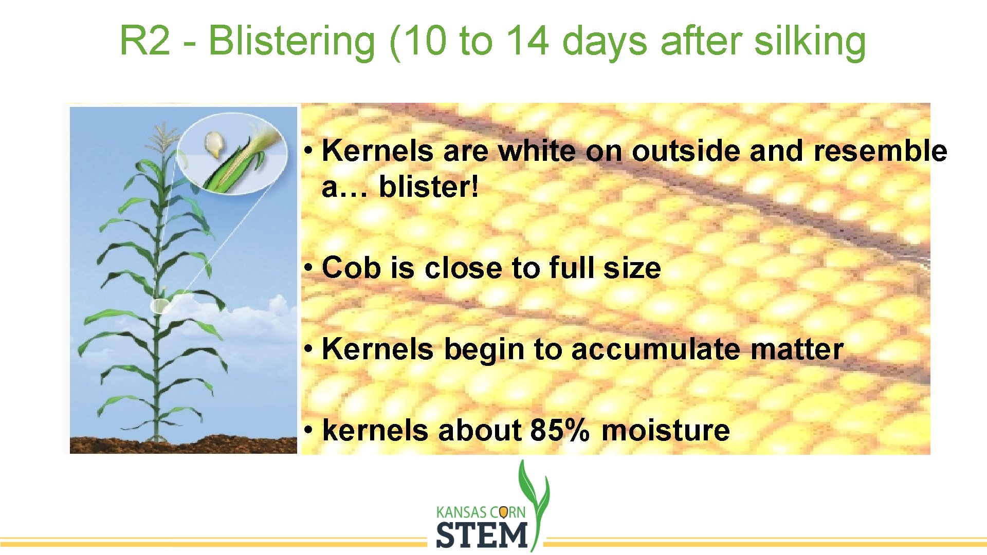 R 2 - Blistering (10 to 14 days after silking • Kernels are white