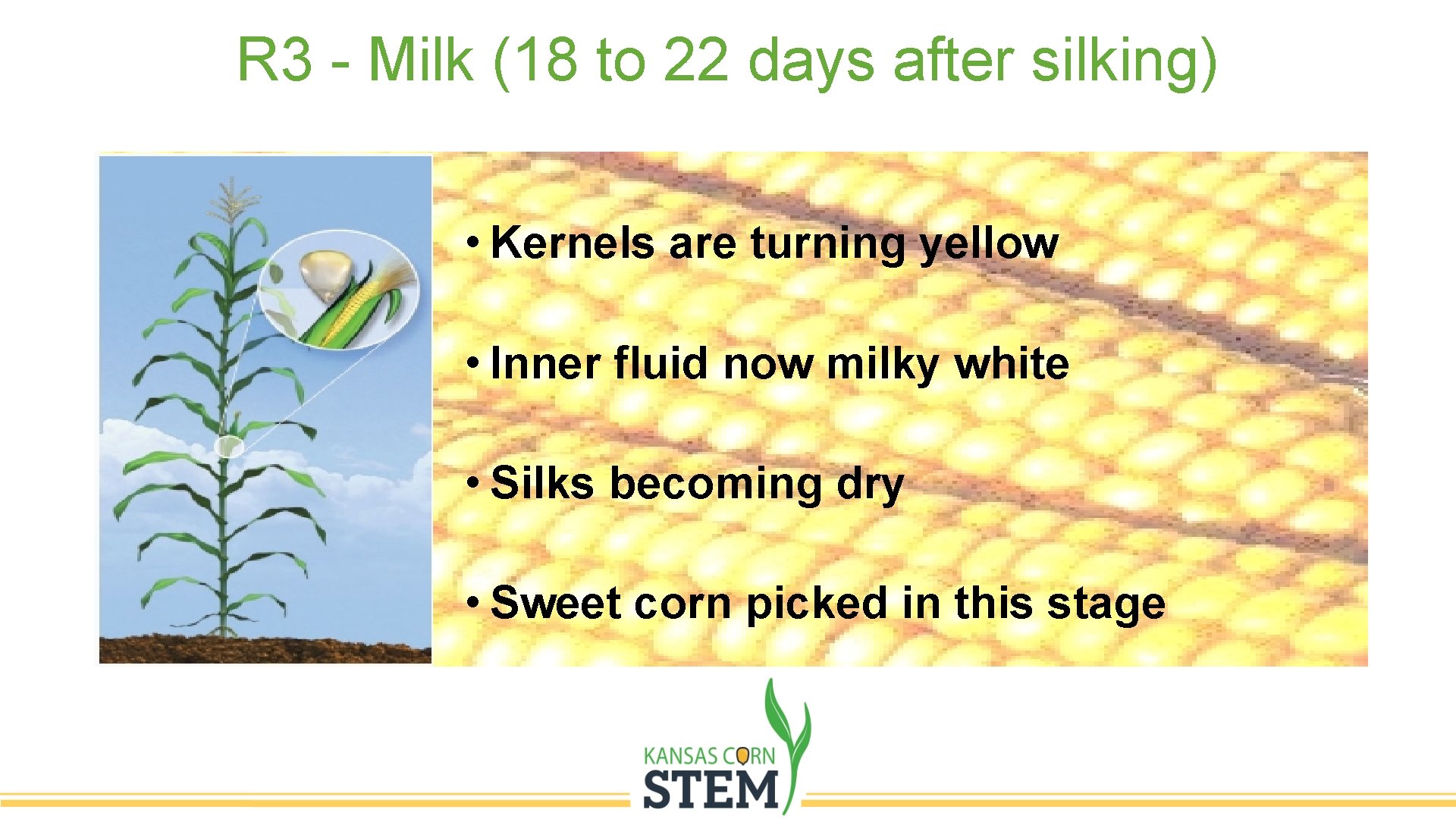 R 3 - Milk (18 to 22 days after silking) Silk fully visible outside