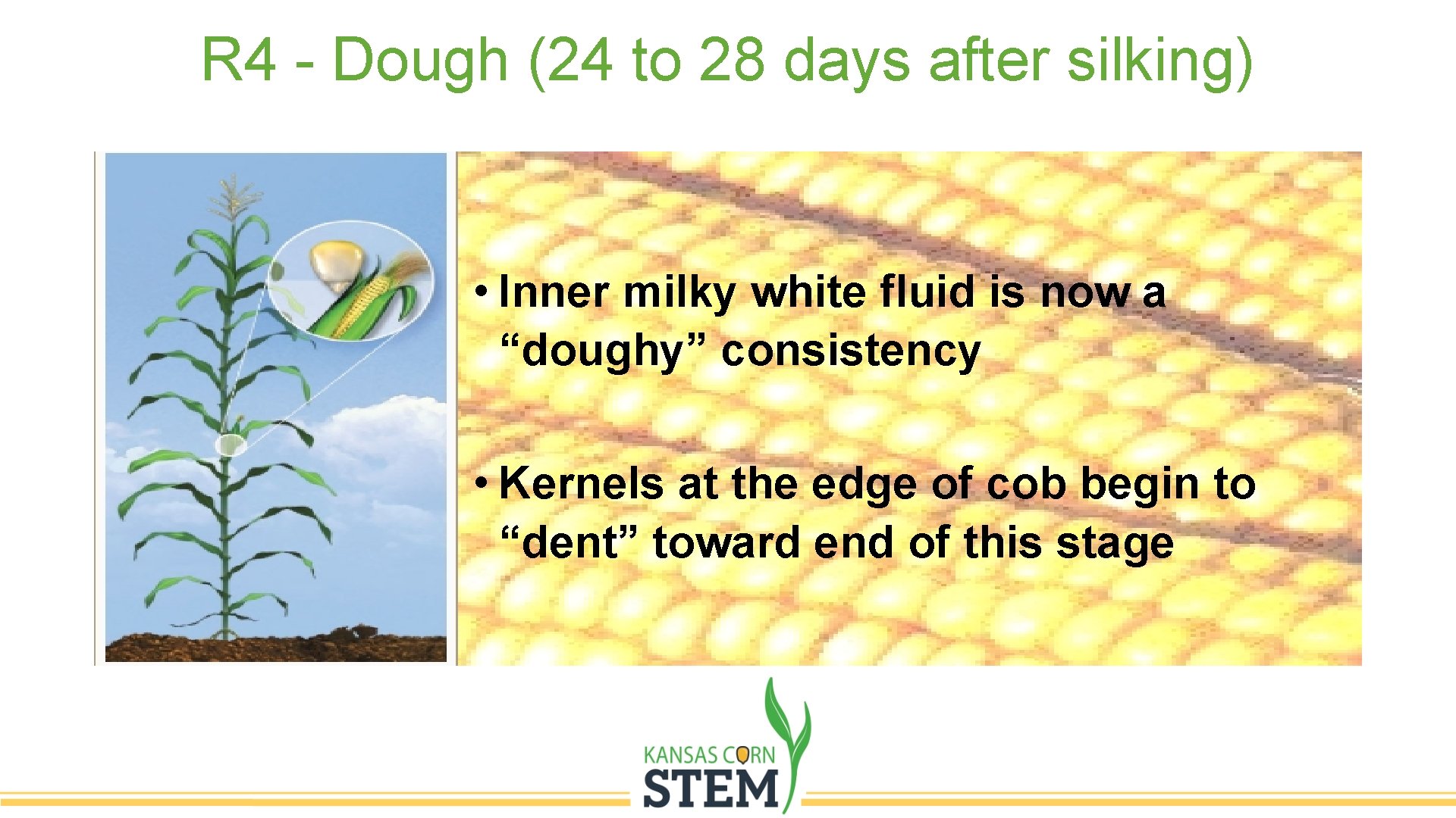 R 4 - Dough (24 to 28 days after silking) • Inner milky white