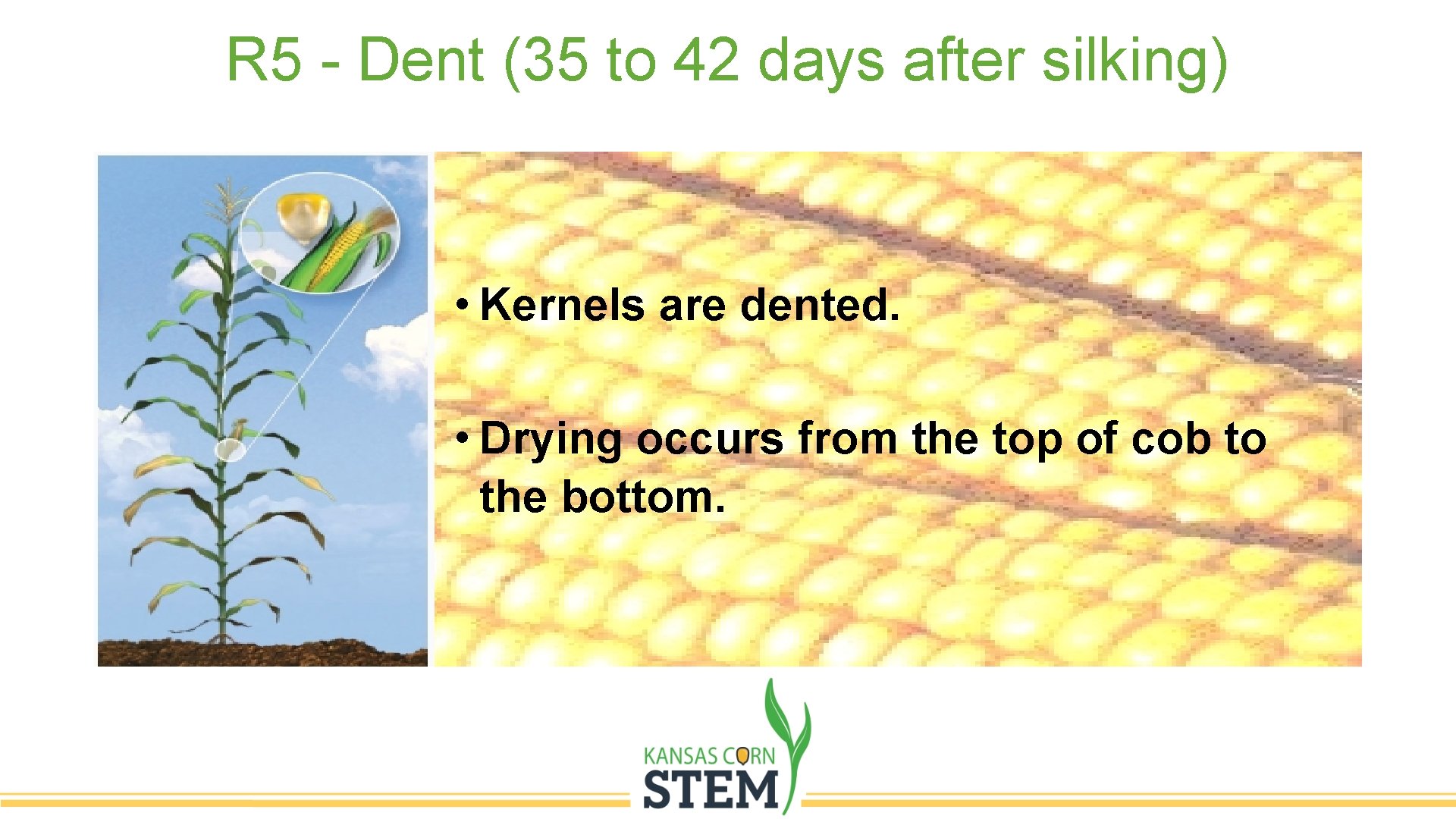 R 5 - Dent (35 to 42 days after silking) • Kernels are dented.