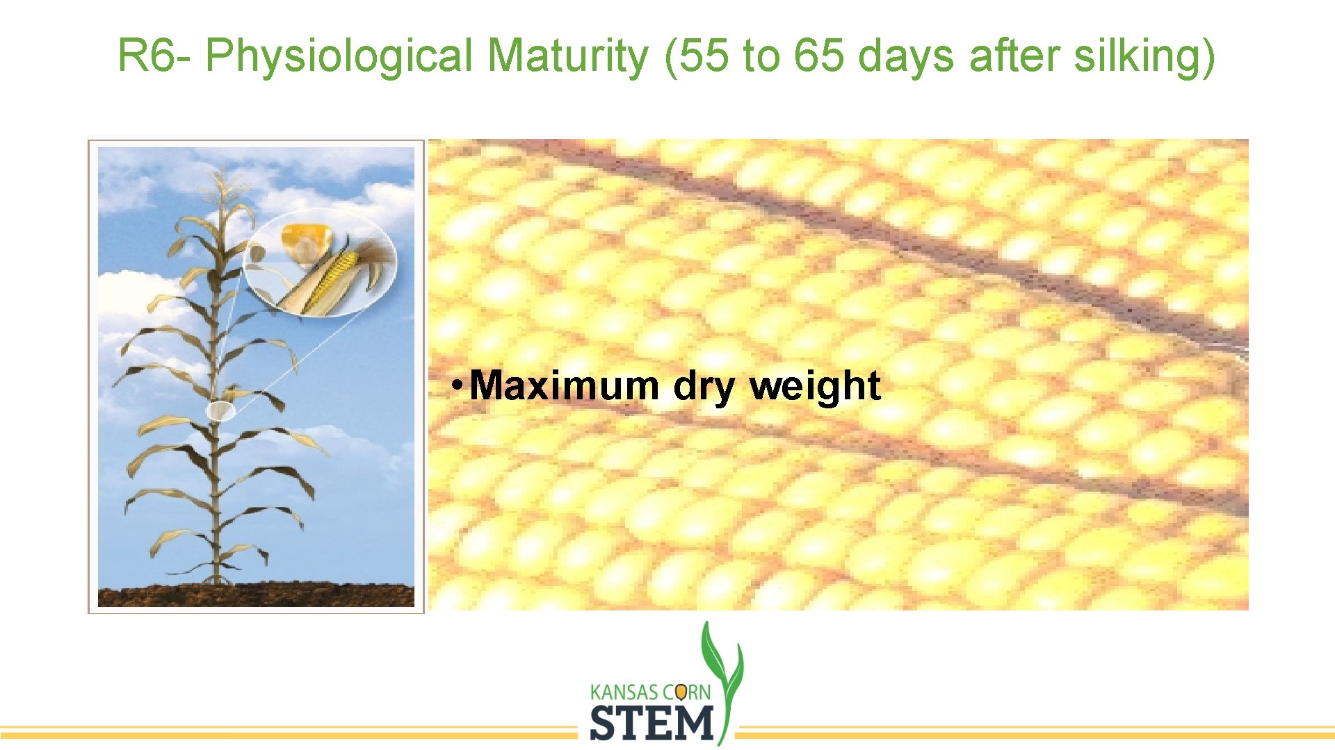 R 6 - Physiological Maturity (55 to 65 days after silking) • Maximum dry