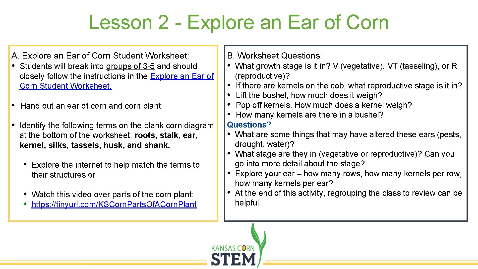Lesson 2 - Explore an Ear of Corn A. Explore an Ear of Corn