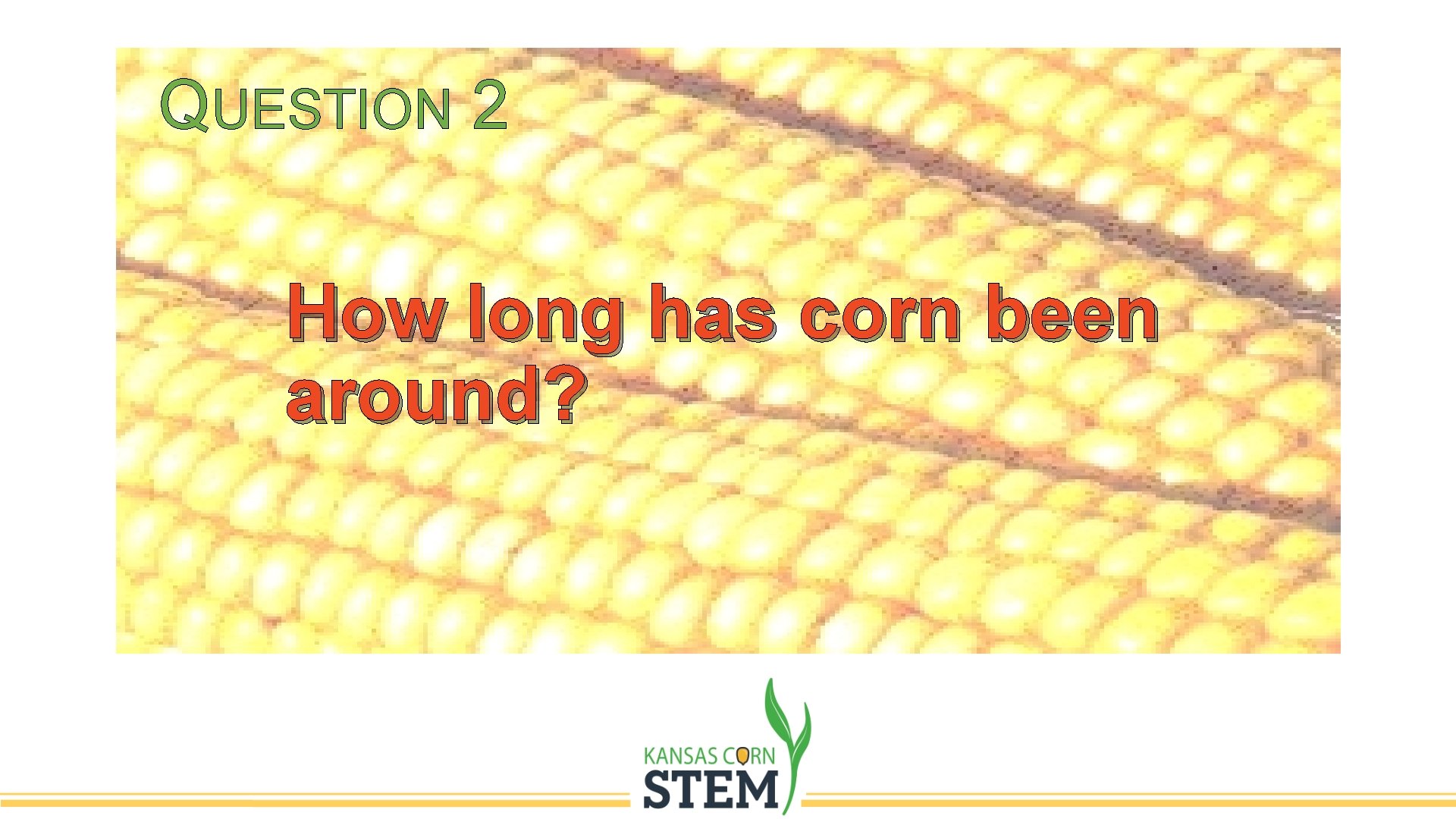 QUESTION 2 How long has corn been around? 