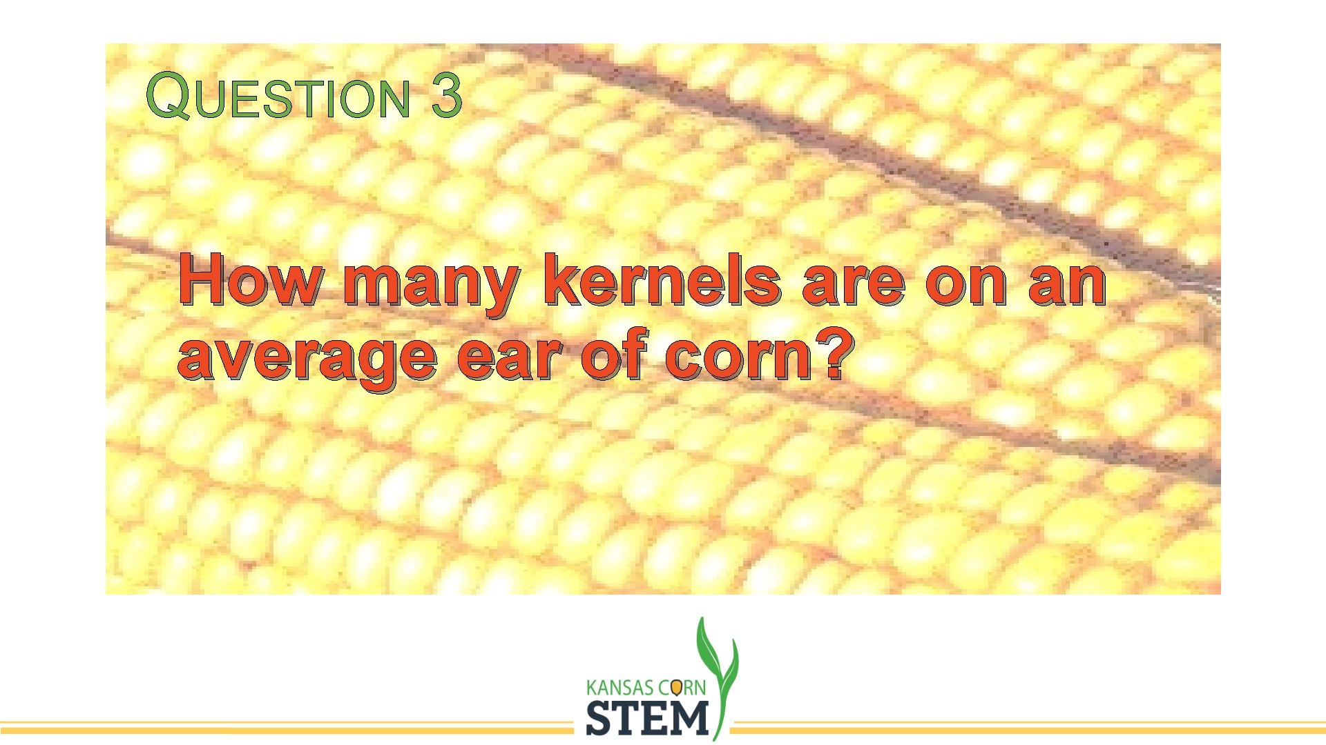 QUESTION 3 How many kernels are on an average ear of corn? 