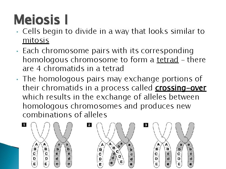 Meiosis I • • • Cells begin to divide in a way that looks