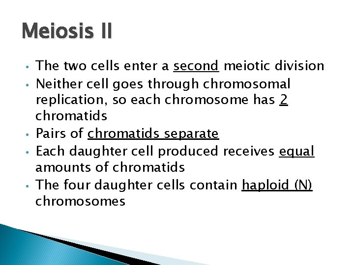 Meiosis II • • • The two cells enter a second meiotic division Neither